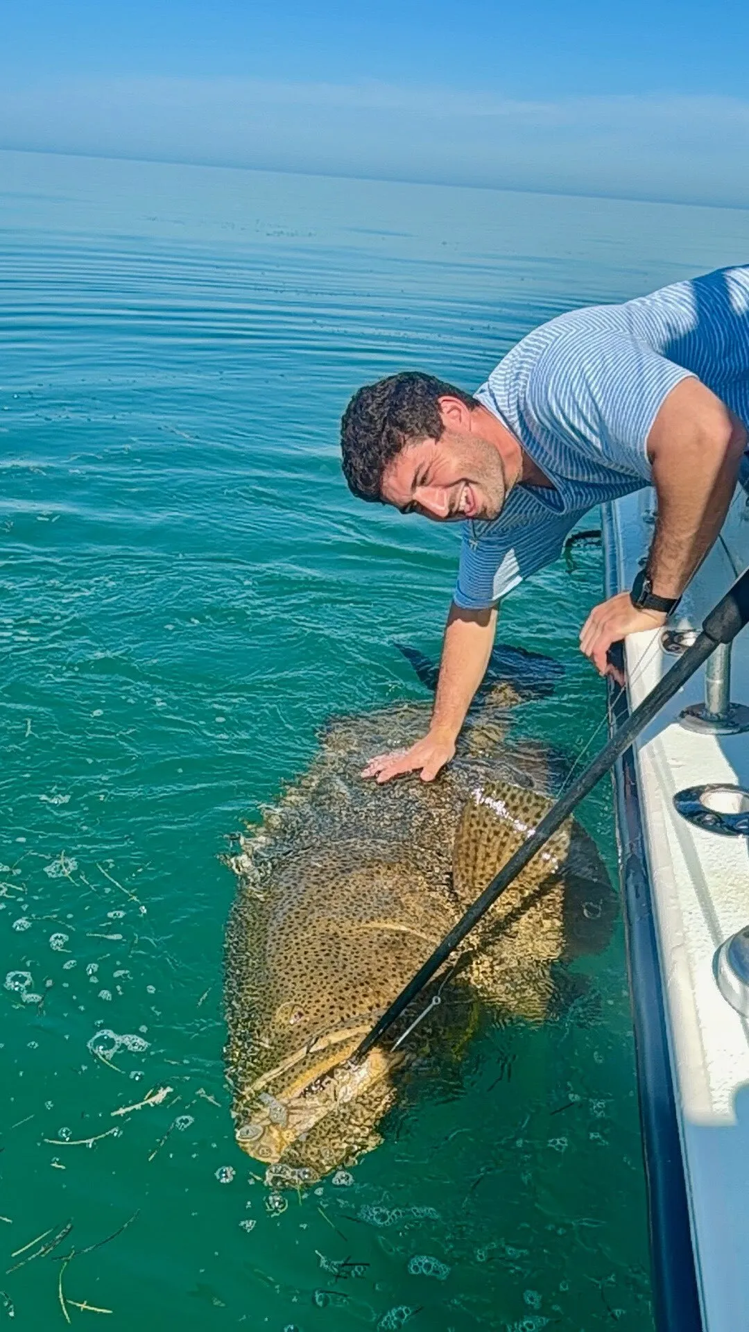 Goliath grouper released beside the boat