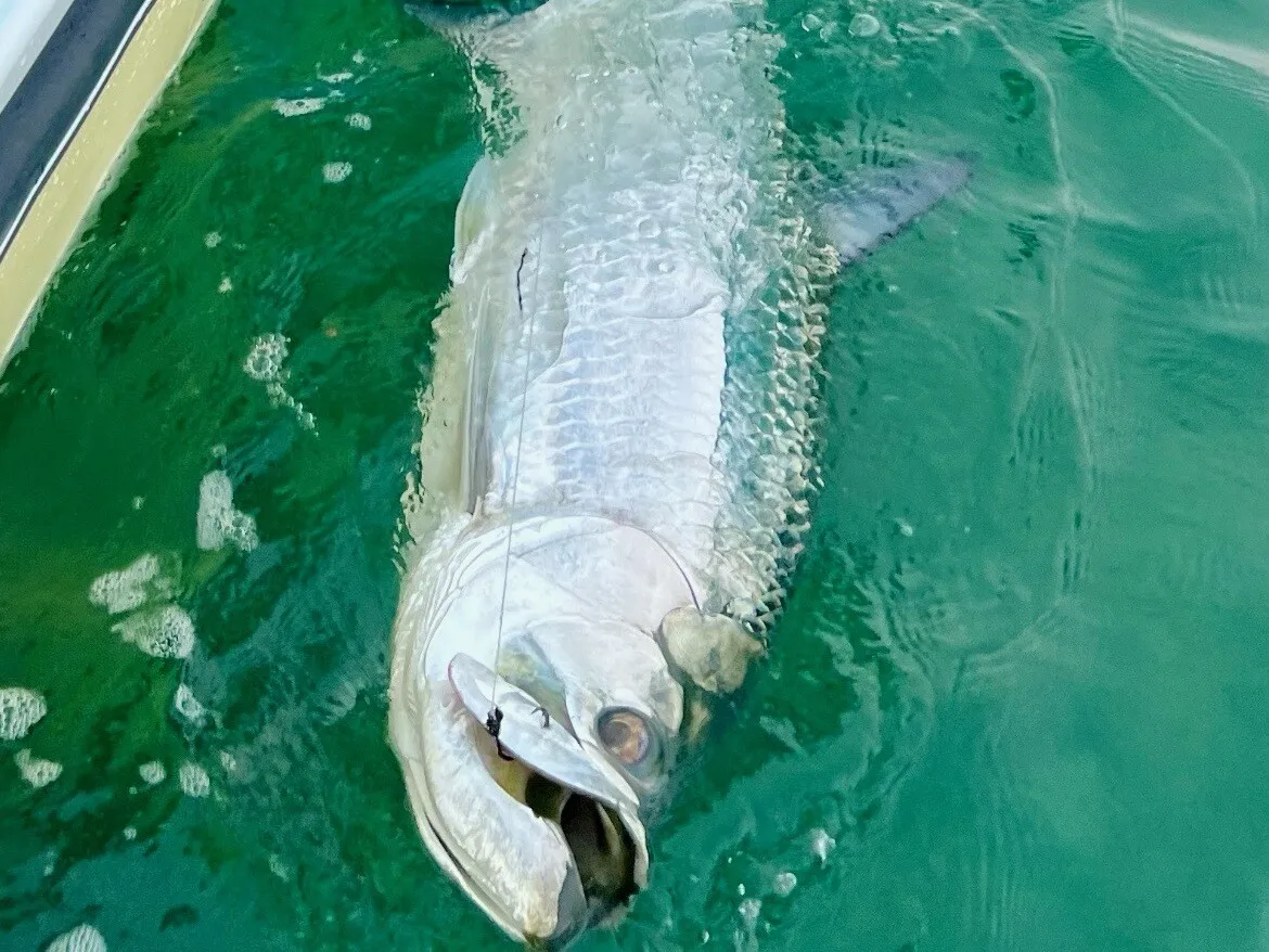 Tarpon alongside the boat
